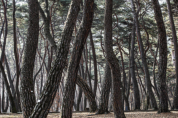 포토 JPG 주간 자연 사람없음 야외 소나무 국내여행 소나무숲 영월 청령포 단종어소 국내포토 자연요소 나무 여행 숲 생태계 강원도 명승지 파일형식