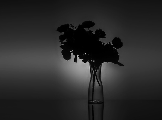 포토 JPG 해외이미지 스튜디오촬영 꽃 실루엣 검은배경 실내 사람없음 꽃병 해외포토 식물 백그라운드 촬영기법 내부 검은색 파일형식