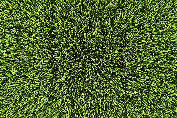 포토 JPG 주간 사람없음 야외 하이앵글 농장 가득함 건강식 밀싹 국내포토 자연요소 음식 뷰포인트 농업 새싹 파일형식