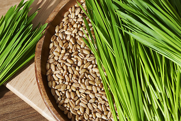 포토 JPG 스튜디오촬영 실내 씨앗 근접촬영 사람없음 담기 건강식 나무그릇 밀싹 국내포토 식물 그릇 음식 뷰포인트 모션 내부 목재 새싹 파일형식