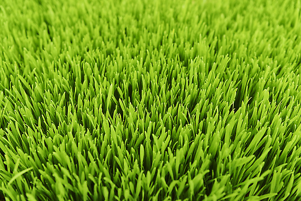 포토 JPG 주간 근접촬영 사람없음 야외 농장 가득함 건강식 밀싹 국내포토 자연요소 음식 뷰포인트 농업 새싹 파일형식