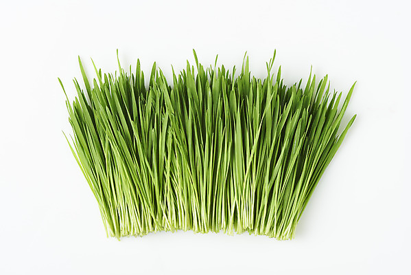 포토 JPG 스튜디오촬영 실내 사람없음 하이앵글 흰배경 건강식 밀싹 국내포토 음식 뷰포인트 백그라운드 내부 새싹 흰색 파일형식