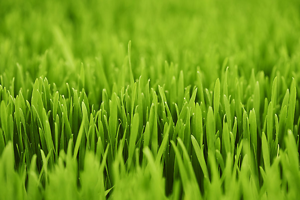 포토 JPG 주간 근접촬영 사람없음 야외 아웃포커스 농장 가득함 건강식 밀싹 국내포토 자연요소 음식 뷰포인트 농업 촬영기법 새싹 파일형식