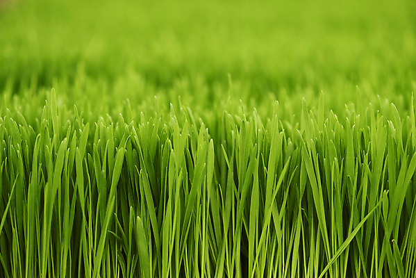 포토 JPG 주간 근접촬영 사람없음 야외 아웃포커스 농장 가득함 건강식 밀싹 국내포토 자연요소 음식 뷰포인트 농업 촬영기법 새싹 파일형식