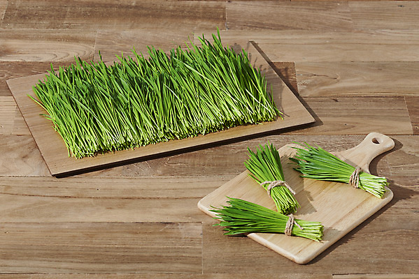 포토 JPG 스튜디오촬영 실내 사람없음 다발 건강식 나무도마 나무쟁반 나무배경 밀싹 국내포토 음식 백그라운드 도마 쟁반 내부 목재 새싹 파일형식