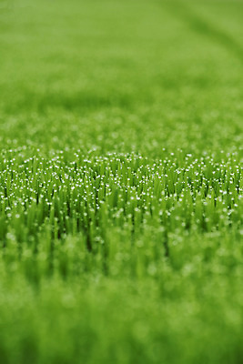 포토 JPG 주간 근접촬영 사람없음 야외 농장 소프트포커스 건강식 밀싹 국내포토 자연요소 음식 뷰포인트 농업 촬영기법 새싹 파일형식