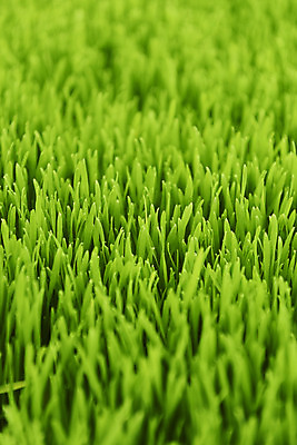 포토 JPG 주간 근접촬영 사람없음 야외 농장 건강식 밀싹 국내포토 자연요소 음식 뷰포인트 농업 새싹 파일형식