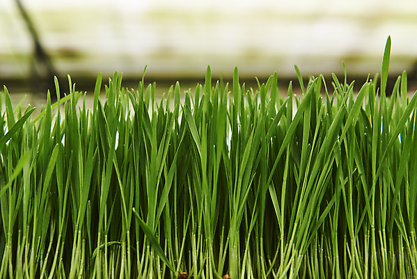 포토 JPG 주간 근접촬영 사람없음 야외 아웃포커스 농장 건강식 밀싹 국내포토 자연요소 음식 뷰포인트 농업 촬영기법 새싹 파일형식