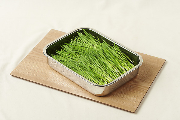 포토 JPG 스튜디오촬영 쟁반 실내 사람없음 담기 건강식 스테인레스 베이지색배경 밀싹 국내포토 음식 백그라운드 모션 내부 새싹 베이지색 파일형식