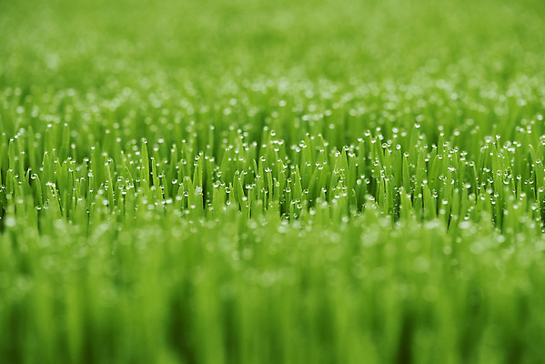 포토 JPG 주간 근접촬영 사람없음 야외 농장 소프트포커스 건강식 밀싹 국내포토 자연요소 음식 뷰포인트 농업 촬영기법 새싹 파일형식