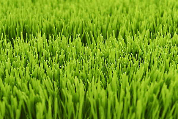 포토 JPG 주간 근접촬영 사람없음 야외 농장 가득함 건강식 밀싹 국내포토 자연요소 음식 뷰포인트 농업 새싹 파일형식