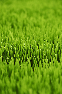 포토 JPG 주간 근접촬영 사람없음 야외 농장 밀싹 국내포토 자연요소 뷰포인트 농업 새싹 파일형식