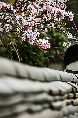 포토 JPG 주간 사람없음 야외 벚꽃 소프트포커스 전라남도 나주 기와담장 국내포토 자연요소 꽃 촬영기법 기와 담장 전라도 파일형식