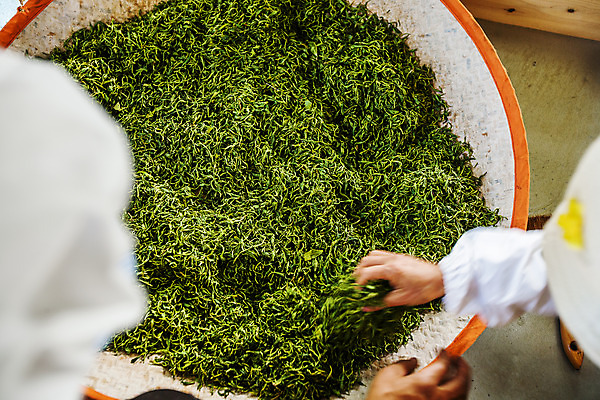 포토 JPG 손 실내 신체부위 전라남도 나주 녹차잎 국내포토 사람 내부 녹차 전라도 찻잎 파일형식