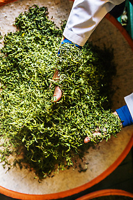 포토 JPG 손 실내 들기 신체부위 전라남도 나주 녹차잎 국내포토 모션 사람 내부 녹차 전라도 찻잎 파일형식