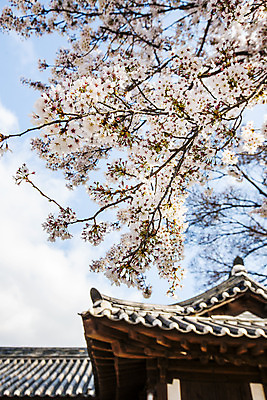 포토 JPG 주간 구름 하늘 한옥 사람없음 야외 아웃포커스 벚나무 전라남도 나주 국내포토 자연요소 나무 한국전통 고건축 촬영기법 벚꽃 전라도 파일형식