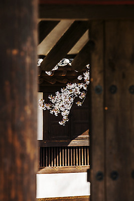 포토 JPG 주간 한옥 사람없음 야외 벚꽃 벚나무 소프트포커스 전라남도 나주 국내포토 자연요소 나무 한국전통 꽃 고건축 촬영기법 전라도 파일형식