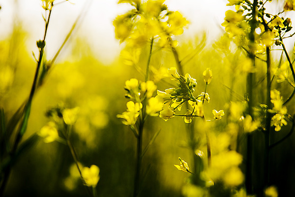 포토 JPG 주간 근접촬영 사람없음 야외 아웃포커스 전라남도 유채 나주 국내포토 자연요소 꽃 뷰포인트 촬영기법 전라도 파일형식