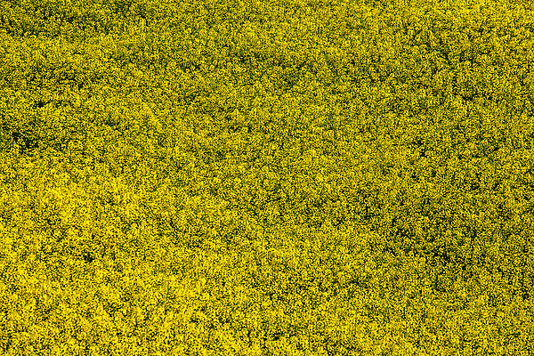 포토 JPG 주간 사람없음 야외 하이앵글 전라남도 가득함 유채 나주 유채밭 국내포토 자연요소 꽃 뷰포인트 밭 전라도 파일형식