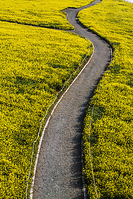 포토 JPG 주간 길 사람없음 야외 하이앵글 전라남도 유채 나주 유채밭 국내포토 자연요소 꽃 뷰포인트 밭 전라도 파일형식