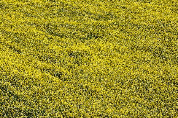 포토 JPG 주간 사람없음 야외 전라남도 가득함 유채 나주 유채밭 국내포토 자연요소 꽃 밭 전라도 파일형식