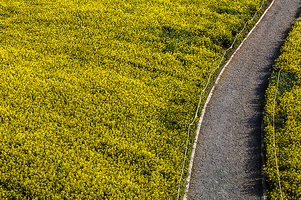 포토 JPG 주간 길 사람없음 야외 전라남도 유채 나주 유채밭 국내포토 자연요소 꽃 밭 전라도 파일형식