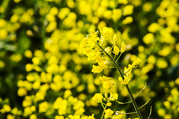 포토 JPG 주간 사람없음 야외 아웃포커스 전라남도 유채 나주 국내포토 자연요소 꽃 촬영기법 전라도 파일형식