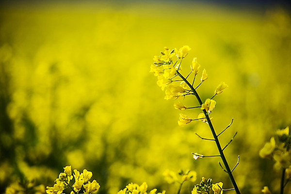 포토 JPG 주간 사람없음 야외 아웃포커스 전라남도 유채 나주 국내포토 자연요소 꽃 촬영기법 전라도 파일형식
