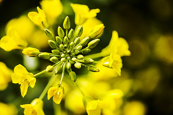 포토 JPG 주간 근접촬영 사람없음 야외 아웃포커스 전라남도 유채 꽃봉오리 나주 국내포토 자연요소 꽃 뷰포인트 촬영기법 전라도 파일형식