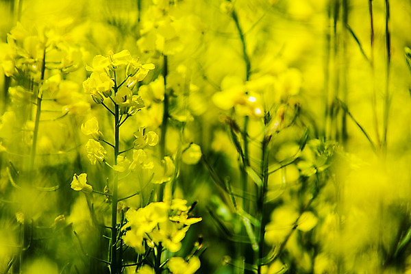 포토 JPG 주간 근접촬영 사람없음 야외 소프트포커스 전라남도 유채 나주 국내포토 자연요소 꽃 뷰포인트 촬영기법 전라도 파일형식