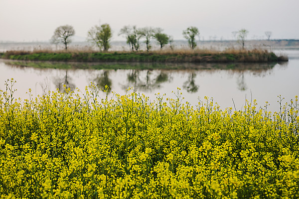 포토 JPG 주간 나무 사람없음 야외 아웃포커스 강 전라남도 유채 나주 국내포토 자연요소 식물 꽃 촬영기법 전라도 파일형식