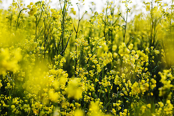 포토 JPG 주간 사람없음 야외 소프트포커스 전라남도 유채 나주 국내포토 자연요소 꽃 촬영기법 전라도 파일형식