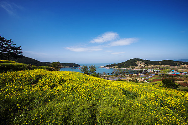 포토 JPG 주간 구름 바다 섬 하늘 풍경 사람없음 야외 전라남도 유채 완도 유채밭 국내포토 자연요소 꽃 밭 전라도 파일형식