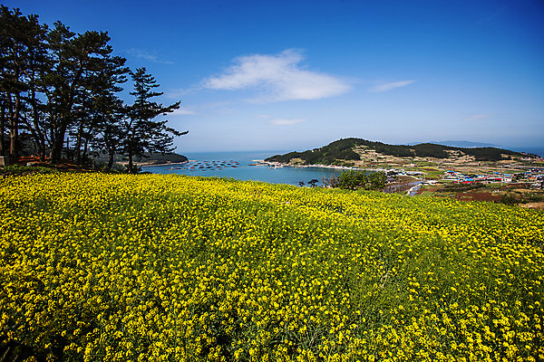 포토 JPG 주간 나무 구름 바다 섬 하늘 풍경 사람없음 야외 전라남도 유채 완도 유채밭 국내포토 자연요소 식물 꽃 밭 전라도 파일형식