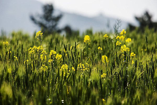 포토 JPG 주간 사람없음 야외 아웃포커스 전라남도 유채 완도 국내포토 자연요소 꽃 촬영기법 전라도 파일형식