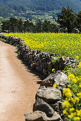 포토 JPG 주간 나무 길 돌담 풍경 사람없음 야외 전라남도 유채 완도 유채밭 국내포토 자연요소 식물 꽃 밭 담장 돌_바위 전라도 파일형식