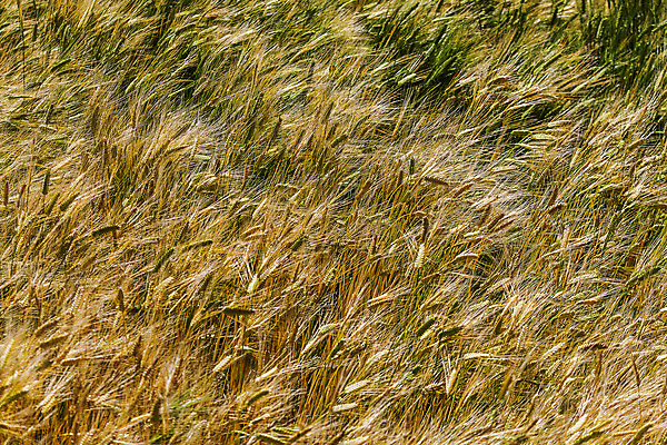 포토 JPG 주간 사람없음 야외 밀 전라남도 밀밭 완도 국내포토 자연요소 밭 곡류 전라도 파일형식