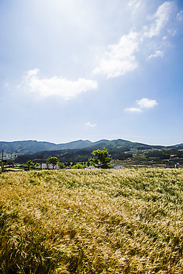 포토 JPG 주간 나무 구름 하늘 산 풍경 사람없음 야외 밀 전라남도 밀밭 완도 국내포토 자연요소 식물 밭 곡류 전라도 파일형식