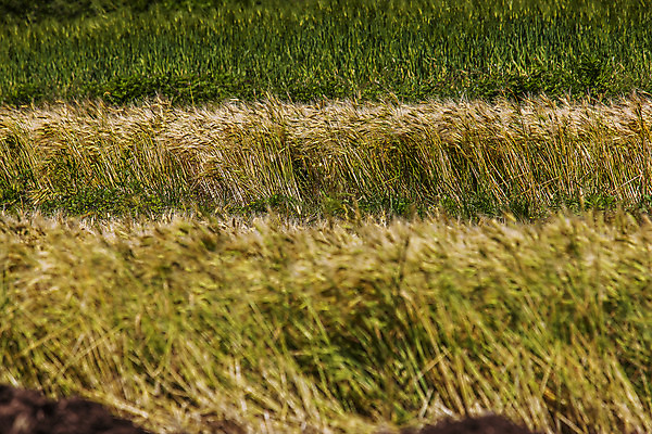 포토 JPG 주간 사람없음 야외 밀 전라남도 밀밭 완도 국내포토 자연요소 밭 곡류 전라도 파일형식