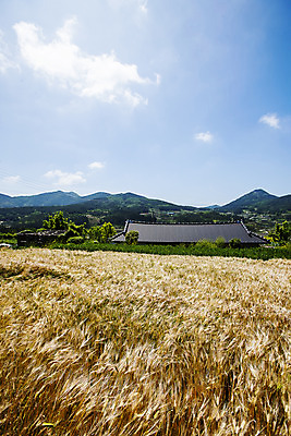 포토 JPG 주간 구름 하늘 산 한옥 풍경 사람없음 야외 밀 전라남도 밀밭 완도 국내포토 자연요소 한국전통 고건축 밭 곡류 전라도 파일형식