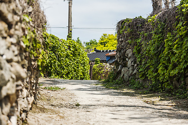 포토 JPG 주간 섬 돌담 풍경 사람없음 야외 시골 담쟁이덩굴 전라남도 시골길 완도 국내포토 자연요소 길 담장 돌_바위 덩굴 전라도 파일형식