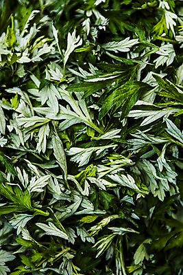 포토 JPG 주간 사람없음 야외 전라남도 가득함 쑥 완도 제철 제철음식 산나물 국내포토 자연요소 음식 채소 전라도 나물 파일형식