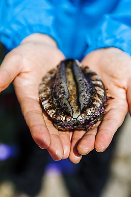 포토 JPG 주간 손 들기 야외 신체부위 전라남도 해산물 전복 완도 자연산 국내포토 자연요소 모션 자연 어패류 사람 전라도 파일형식