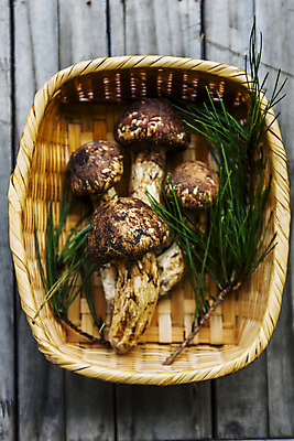 포토 JPG 실내 사람없음 하이앵글 소쿠리 담기 솔잎 송이버섯 나무배경 국내포토 뷰포인트 백그라운드 잎 모션 내부 바구니 버섯 파일형식