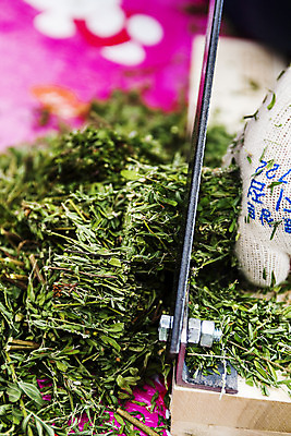 포토 JPG 손 장갑 실내 아웃포커스 신체부위 약재 한약재 잡기 칼 약초 자르기 경상남도 산청 국내포토 잡화 모션 촬영기법 사람 내부 약 풀_식물 경상도 파일형식