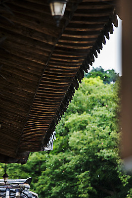 포토 JPG 주간 나무 풍경 사람없음 야외 사찰 비 소프트포커스 경상남도 산청 지붕처마 해인사 국내포토 자연요소 식물 종교건축 지붕 날씨 촬영기법 경상도 처마 합천 파일형식