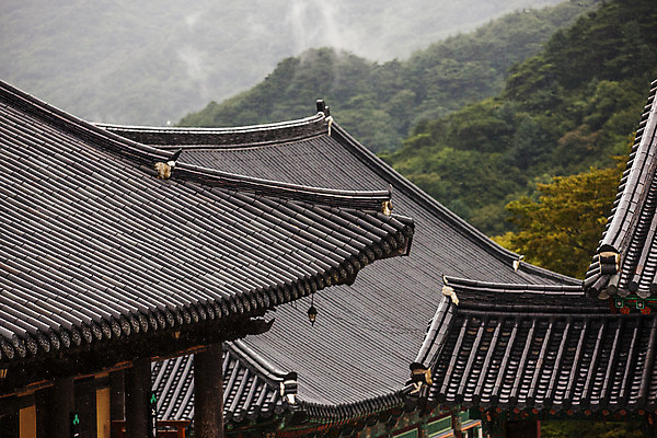 포토 JPG 주간 나무 풍경 사람없음 야외 사찰 비 경상남도 기와지붕 산청 해인사 국내포토 자연요소 식물 종교건축 지붕 날씨 기와 경상도 합천 파일형식