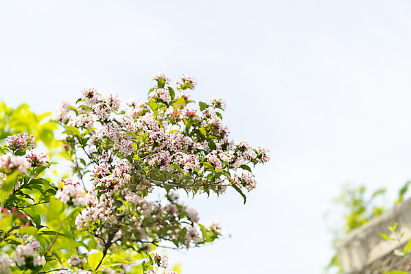포토 JPG 주간 꽃 하늘 꽃나무 사람없음 야외 아웃포커스 봄풍경 봄 나뭇가지 선유도공원 국내포토 자연요소 나무 식물 계절 공원 서울 촬영기법 풍경 파일형식