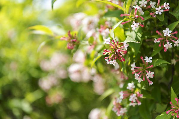 포토 JPG 주간 나무 꽃 잎 사람없음 야외 아웃포커스 봄풍경 봄 선유도공원 국내포토 자연요소 식물 계절 공원 서울 촬영기법 풍경 파일형식