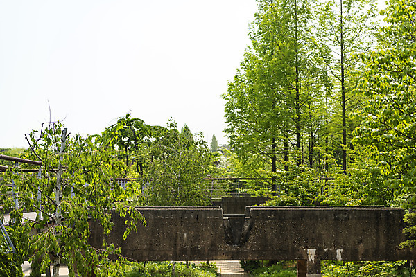 포토 JPG 주간 나무 잎 하늘 사람없음 야외 봄풍경 봄 선유도공원 국내포토 자연요소 식물 계절 공원 서울 풍경 파일형식